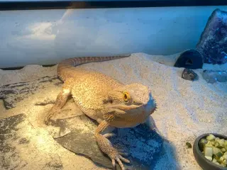 Skægagame inkl terrarium og div tilbehør og bord