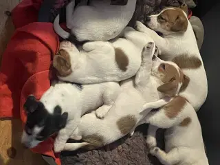 Jack Russell Hvalpe - Glathåret - DKK stamtavle