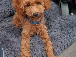 Dværg Puddel hvalpe 2 drenge