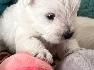 West Highland White Terrier hvalpe