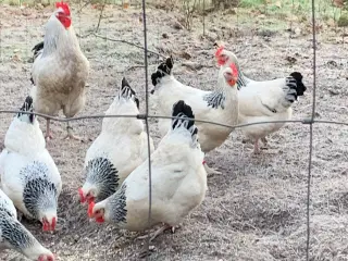 Rugeæg af Lys Sussex