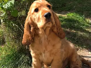 Engelsk Cocker spaniel