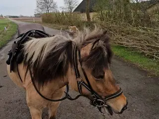 Smuk islænder hoppe 