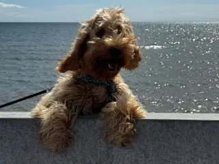 En Sød Cockapoo søger et nyt hjem