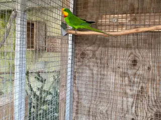 Parakitter forskellige 