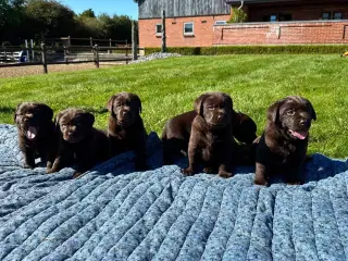 Brune Labrador hvalpe med DKK stamtavle