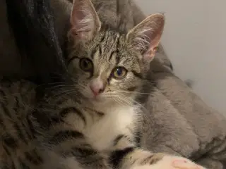 Sød kat til salg