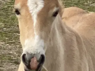 Haflinger hoppeføl 