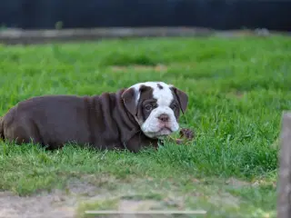 New English Bulldog hvalp med stamtavle 