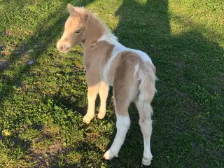 Palominobroget hingsteføl, rødt pas