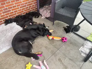 Schæferhundehvalpe 8 uger den 31-8-25