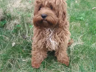 Sødeste Cockapoo Pige