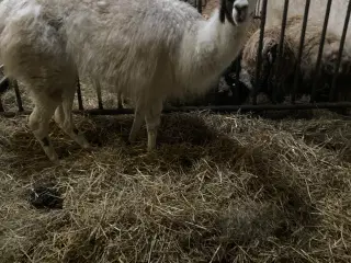 Margrete alpaka/lama krydsning 