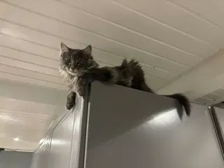 Frida og Findus søger nyt hjem