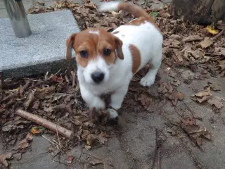 Jack Russell hvalpe 