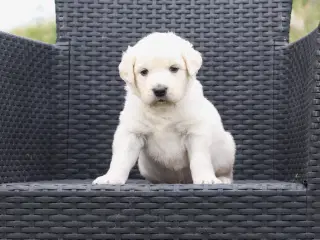 Utrolig dejlige Golden retriever 1 HAN TILBAGE