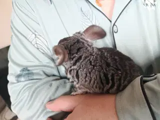 Chinchilla 