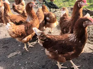 Brun lohman høner I begyndene æglægning