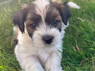 Skønne Bichon Havanais-hvalpe