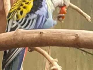 Søges 0.1 blå rosella 