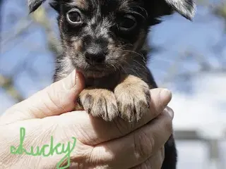 Ægte Prazsky krysarik hvalpe (tjekkisk rottehund)