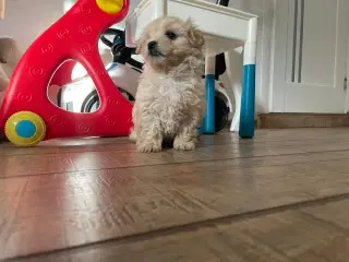 Maltipoo til salg