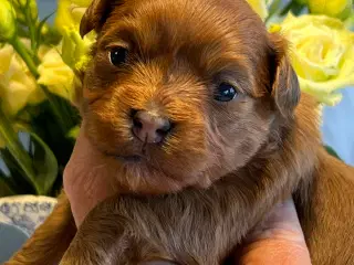 Smukke Rød Zobel Havanais 