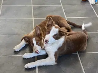 Border collie