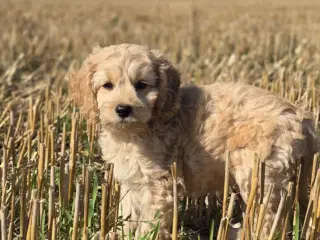 Amerikanske Cockapoo hvalpe