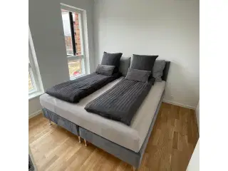 Kontinental Seng Velour