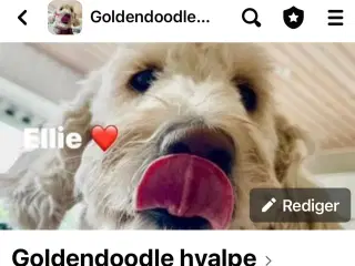 Goldendoodle