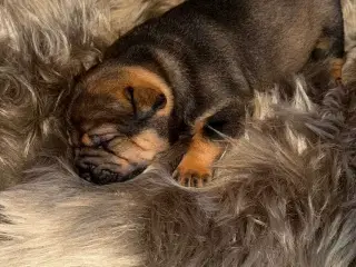 Smukke Old English Bulldog Mix Hvalpe til salg! 🐾