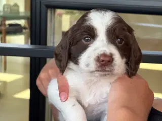 FT springer spaniels
