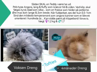 Teddy (dværg angora kanin) ung dreng 