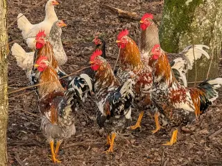 Haner af skånske blomster høns 