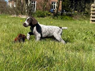 Ruhåret hønsehund hvalp Ailo