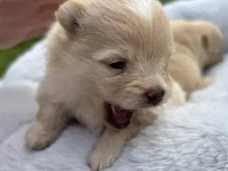 Skønne Pomeranian-hvalpe