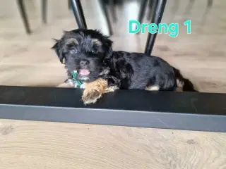 Bichon Havanais hvalpe