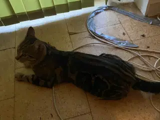 Hankat