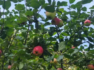 Friske æbler pluk selv 