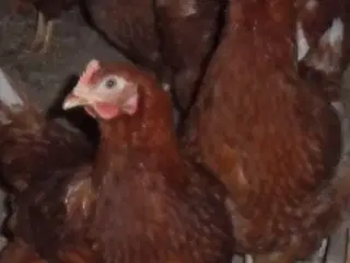 Rød amerikaner ca 21 uger