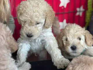F3 Labradoodles små 