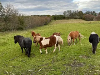 Shetlandsponyer