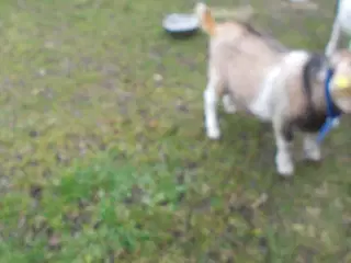 boerbuk