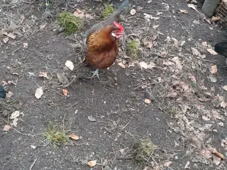 rugeæg efter Danske landhøns STOR