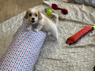 Bichon / cavalier babyer 