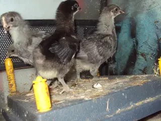 Kyllinger sælges