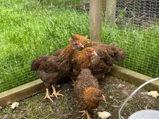 5 dværg wyandot høner 