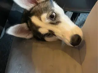 Husky tæve