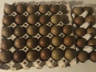 Daggamle grønlægger/oliven kyllinger